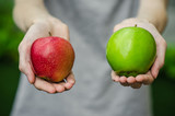 Vegetarians and fresh fruit and vegetables on the nature of the theme: human hand holding a red and green apple on a background of green grass