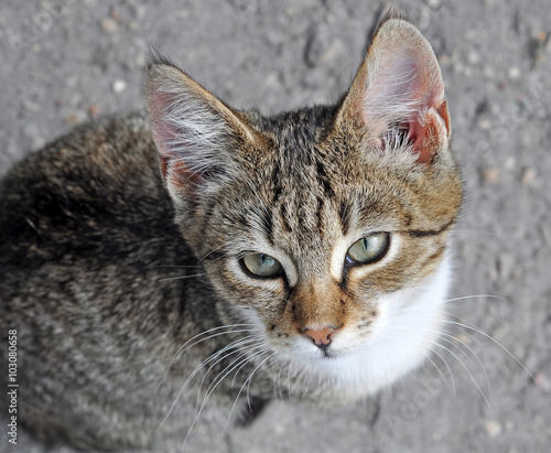 Wallpaper Mural cat sitting under the table and asks to eat Torontodigital.ca