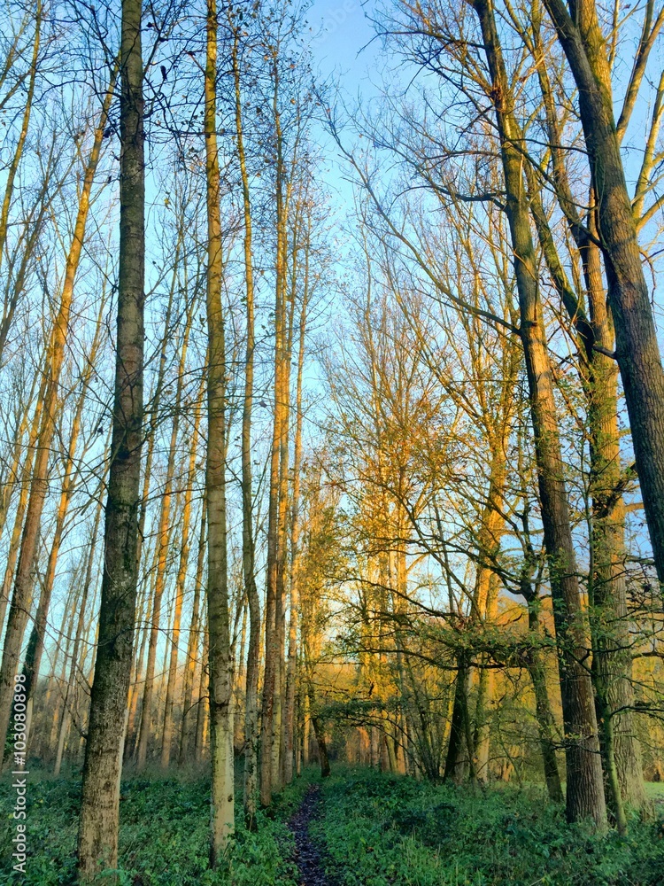 Fototapeta premium golden light in the forest