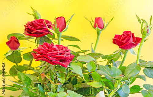 Dark red roses flower bush with buds, green leaves, close up, yellow background. © Negoi Cristian