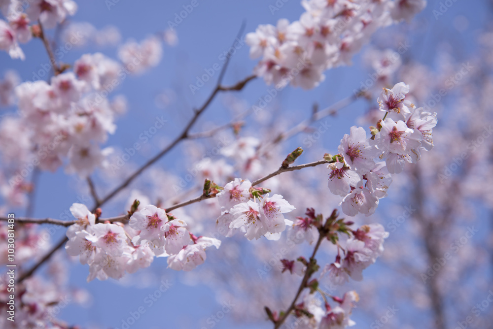 Japanese Sakura or Cherry Blossom in Sunny Day (selective focus) Japanese Sakura or Cherry Blossom in Sunny Day (selective focus)