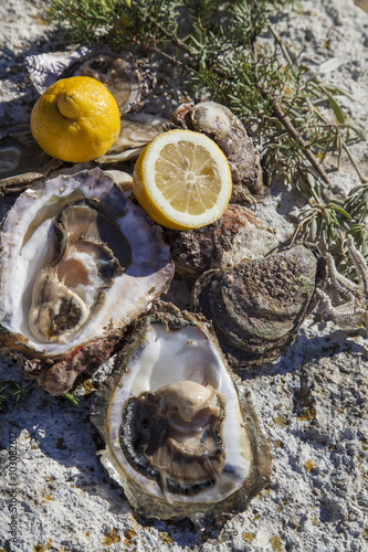 Fresh picked oysters and organic lemon and mediterranean herbs on sea coast