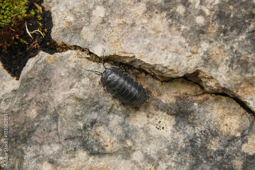 crostaceo armadillide  Armadillidium vulgare 