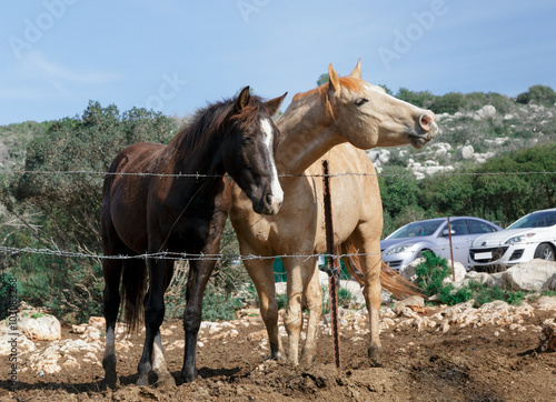 pair of beautiful horses © lom742