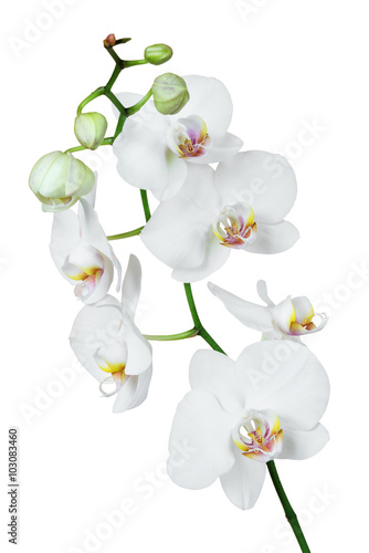 Fototapeta Naklejka Na Ścianę i Meble -  White orchid flower