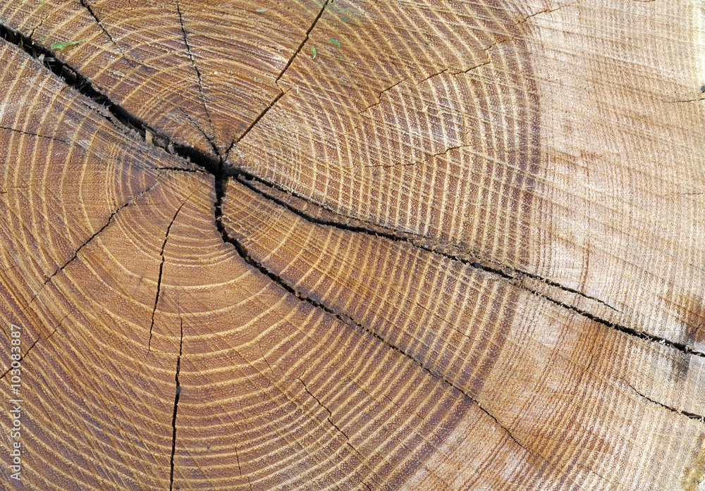 Fototapeta premium Jahresringe, holzscheibe, Baumscheibe