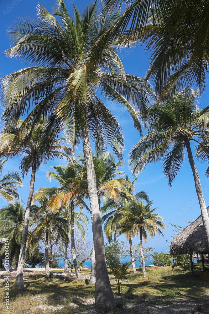 Fototapeta premium White beach on the island of Baru. Colombia