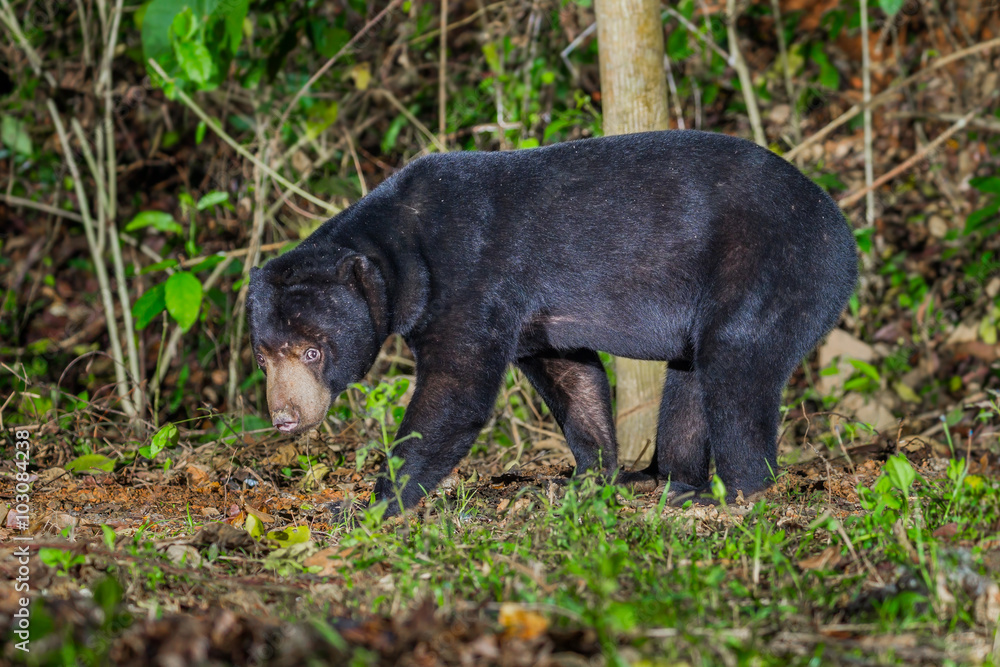 Nocturnal animals Malayan sun bear, Honey bear (Ursus malayanus) in real nature Nocturnal animals Malayan sun bear, Honey bear (Ursus malayanus) in real nature