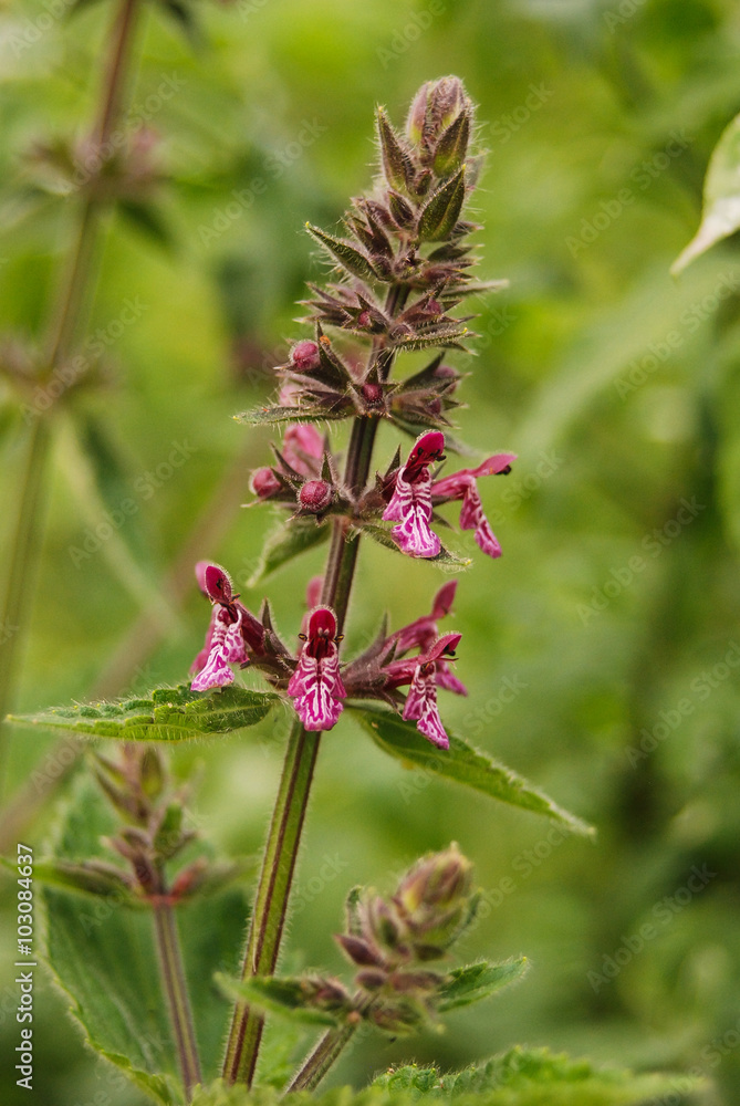 erba strega (Stachys silvatica) - infiorescenza erba strega (Stachys silvatica) - infiorescenza