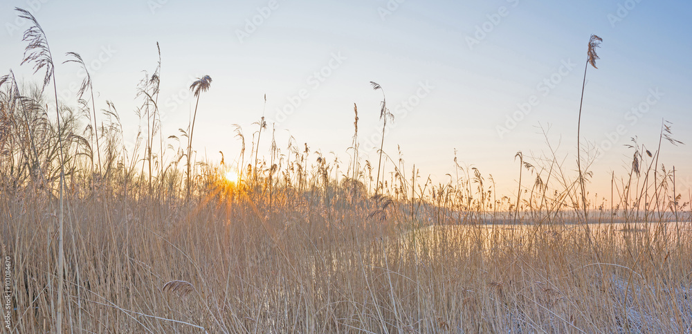 Obraz premium Shore of a lake in sunlight in winter