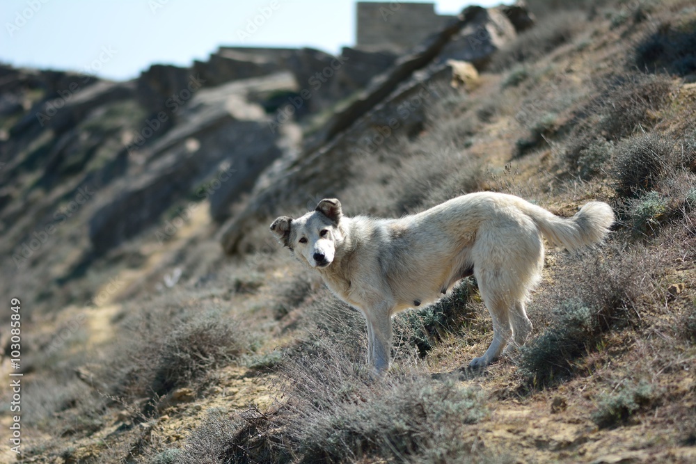 Stray dog facing down slope of hillside in Azerbaijan. Lokbatan is a small town 15km south west of Baku, Azerbaijan, with hills on the Caspian Sea coast
