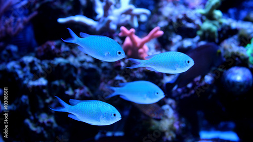 Group of Blue Chromis (Chromis atripectoralis)  photo
