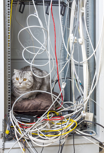 Cat on pillow in network cabinet on a bunch of wires