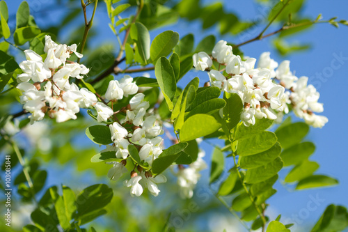 White acacia blossom