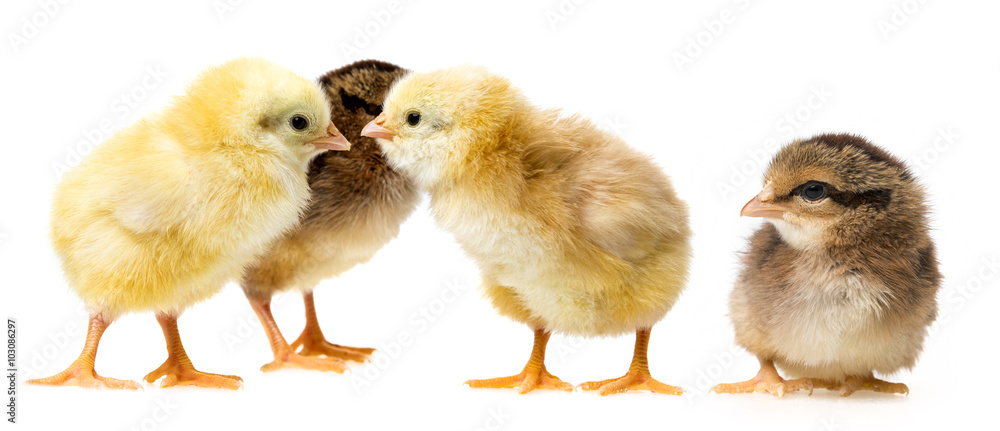 chickens chickens