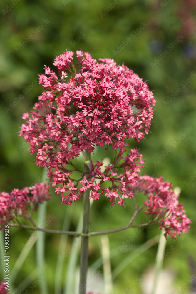 Fototapeta premium Spornblume, Centranthus; ruber