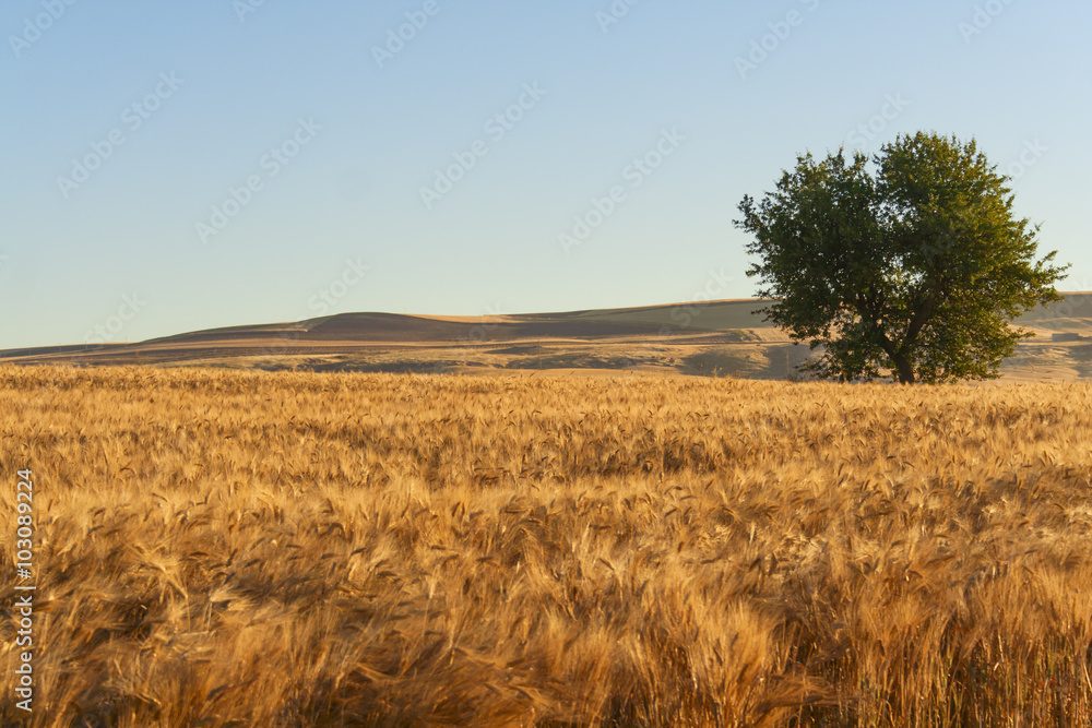 SUMMER LANDSCAPE.Between Puglia and Basilicata: lonely tree in a wheat field at dawn. (ITALY) SUMMER LANDSCAPE.Between Puglia and Basilicata: lonely tree in a wheat field at dawn. (ITALY)
