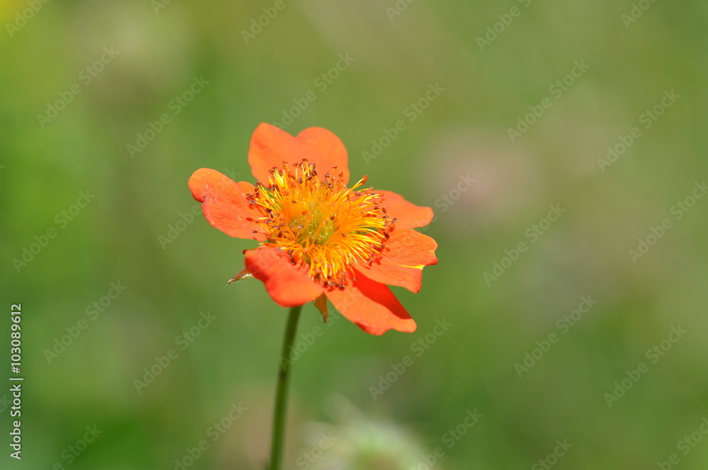 Macro shot of orange mountain flower Macro shot of orange mountain flower