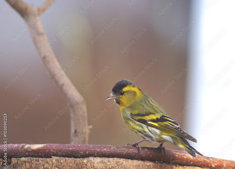 Fototapeta premium bird siskin