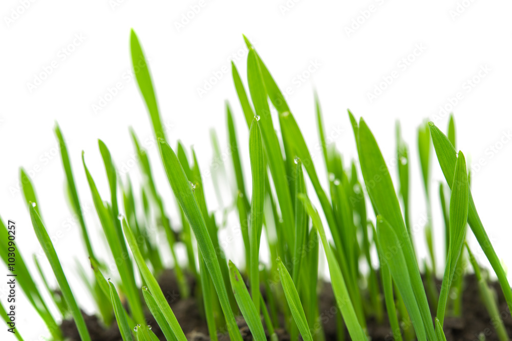 Green wheat isolated Green wheat isolated