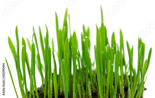 Green wheat isolated