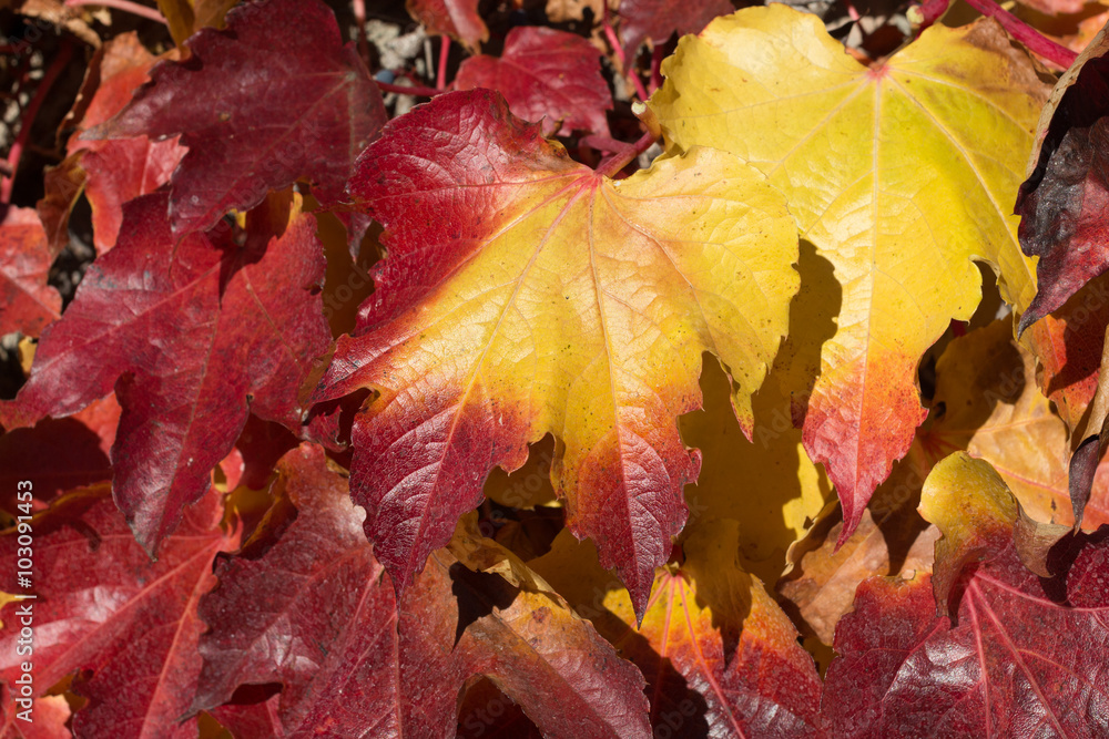 Obraz premium Foglie Autunno