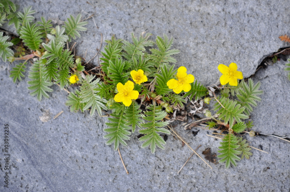 Silverweed growing in a crack in a rock - obrazy, fototapety, plakaty 