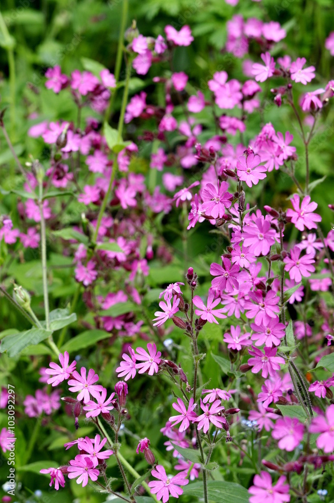 The wildflower Red campion growing in a meadow The wildflower Red campion growing in a meadow