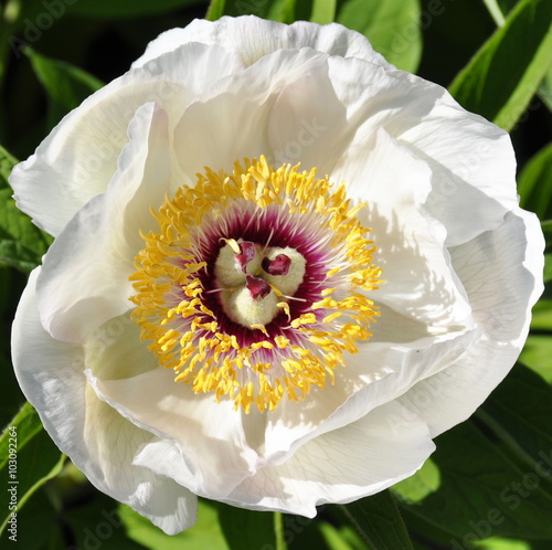 Wittmann's peony with white flower photo