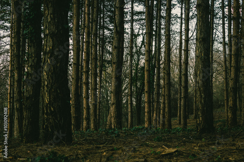 Into The Woods © surbatovicmilan