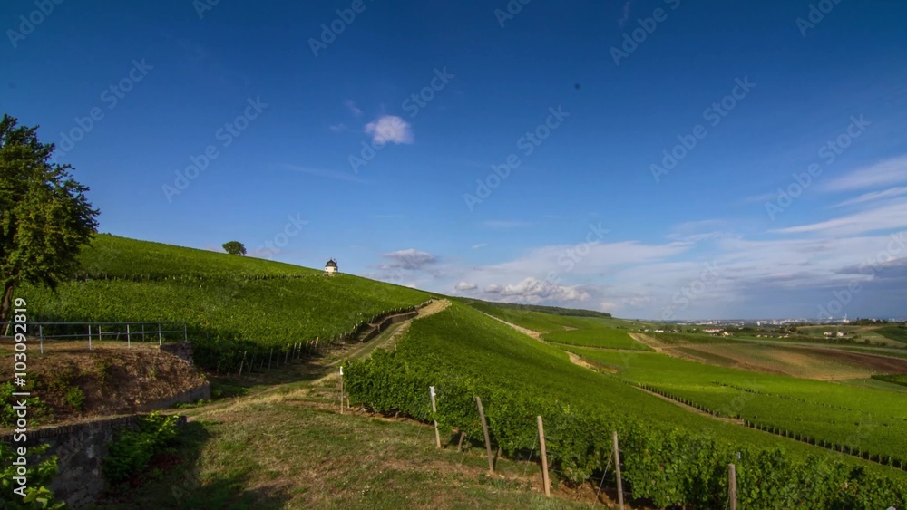Timelapse of beautiful vineyards on a sunny evening Timelapse of beautiful vineyards on a sunny evening