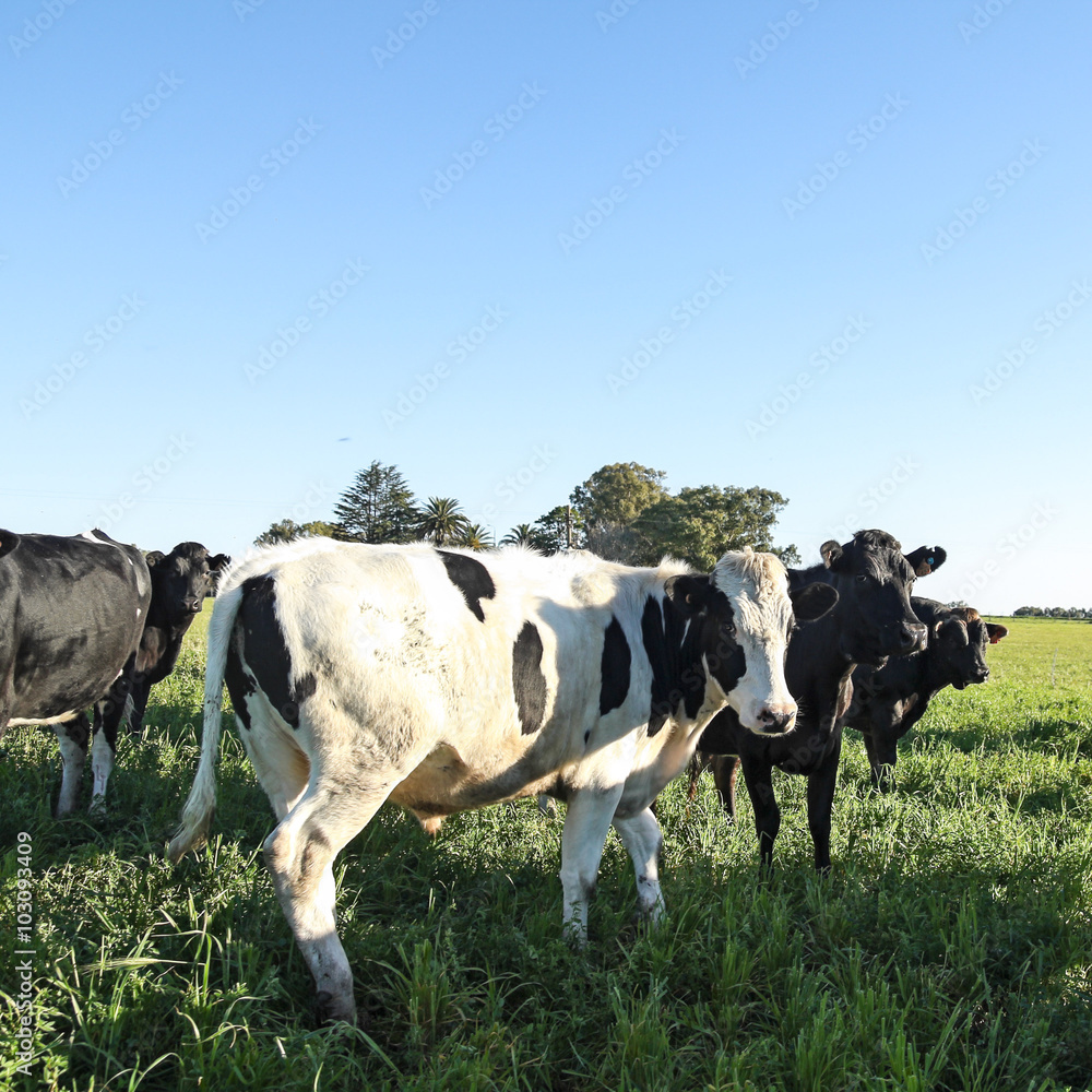 Calves on the field Calves on the field