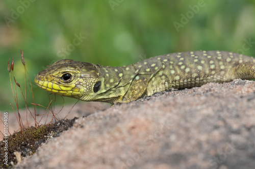 Juvenil de lagarto ocelado