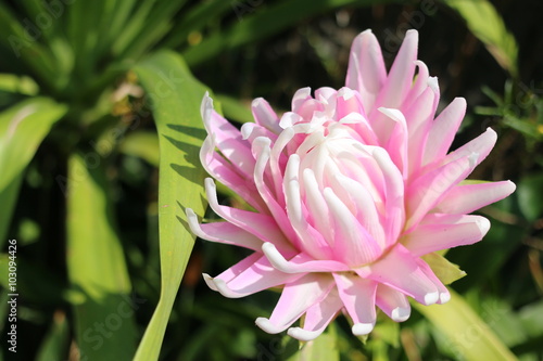 pink flowers