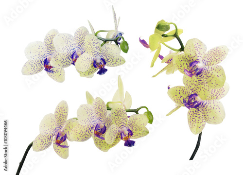 Fototapeta Naklejka Na Ścianę i Meble -  three light yellow isolated orchid branches in blue spots