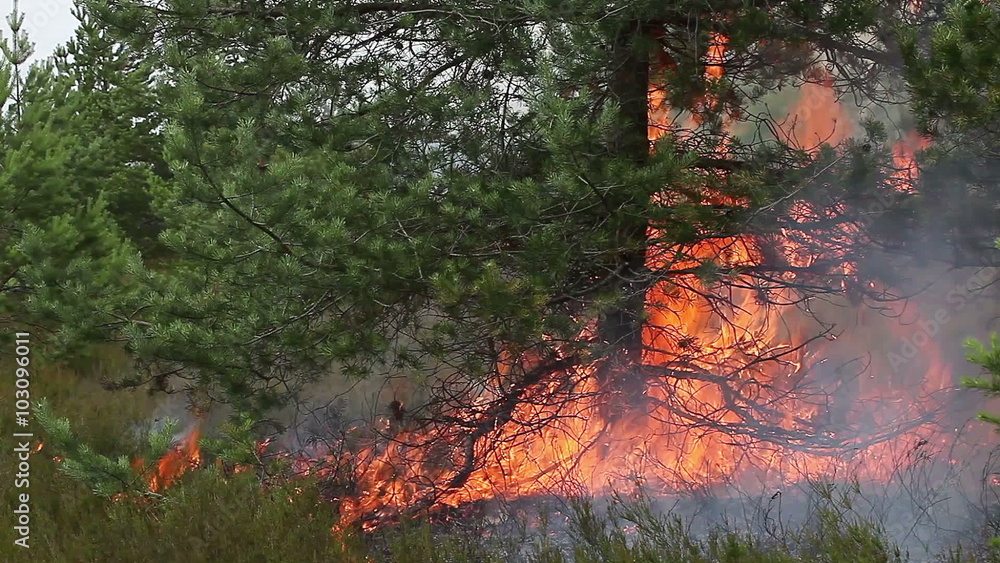 Forest ground fire under pine tree. This wood fire footage appropriate to visualize wildfire or prescribed burning. Forest ground fire under pine tree. This wood fire footage appropriate to visualize wildfire or prescribed burning.