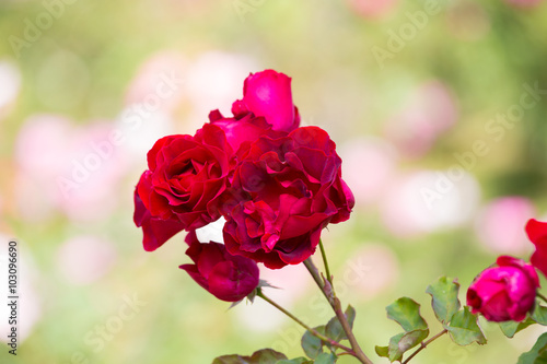 Beautiful rose in garden on summer day.