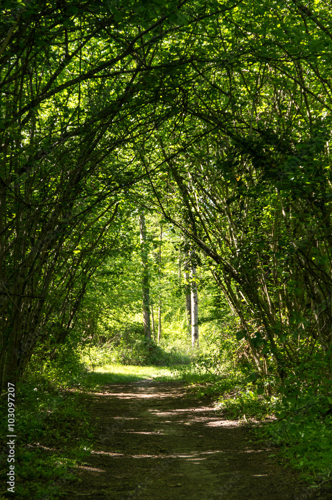 Obraz premium Tunnel path in the forest