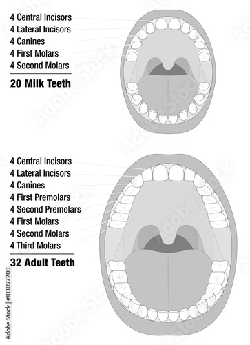 Milk Teeth - Adult Teeth - Comparison of temporary teeth of a child and permanent teeth of an adult natural dentition. Isolated vector illustration on white background.