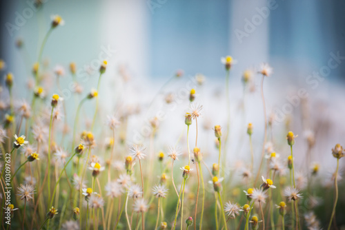 Macro view of wildflower. © memmore