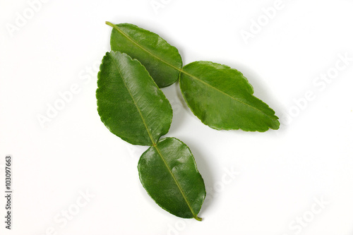 close up of kaffir lime leaves on white