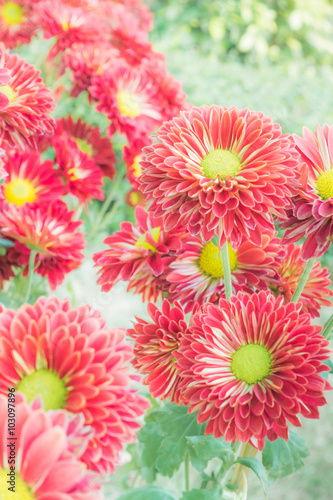 Macro view of wildflower.