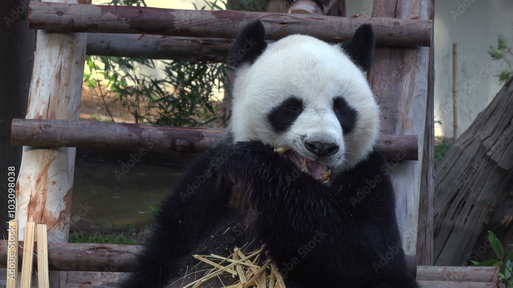 Funny Giant Panda Eating Bamboo. 4K video.
Funny Giant Panda Eating Bamboo. 4K video.