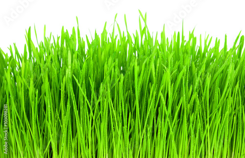 Wet green grass isolation on the white backgrounds