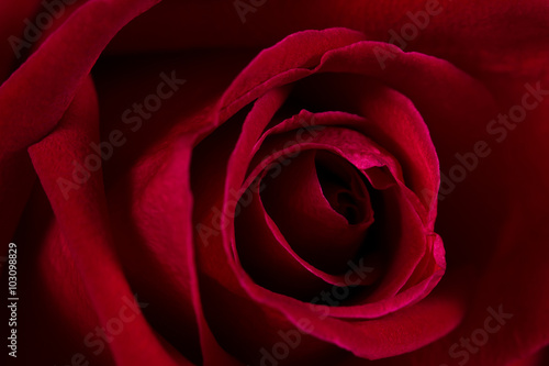 Macro shot of dark velvet rose. abstract background.