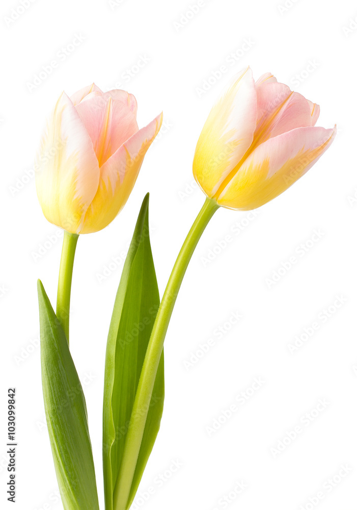 Fototapeta premium Tulips.
