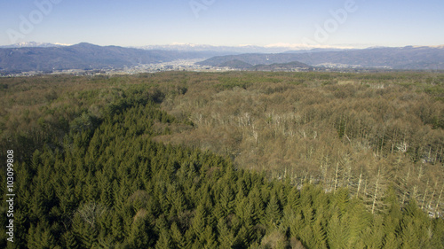 空撮　檜と白樺の林 © kogera