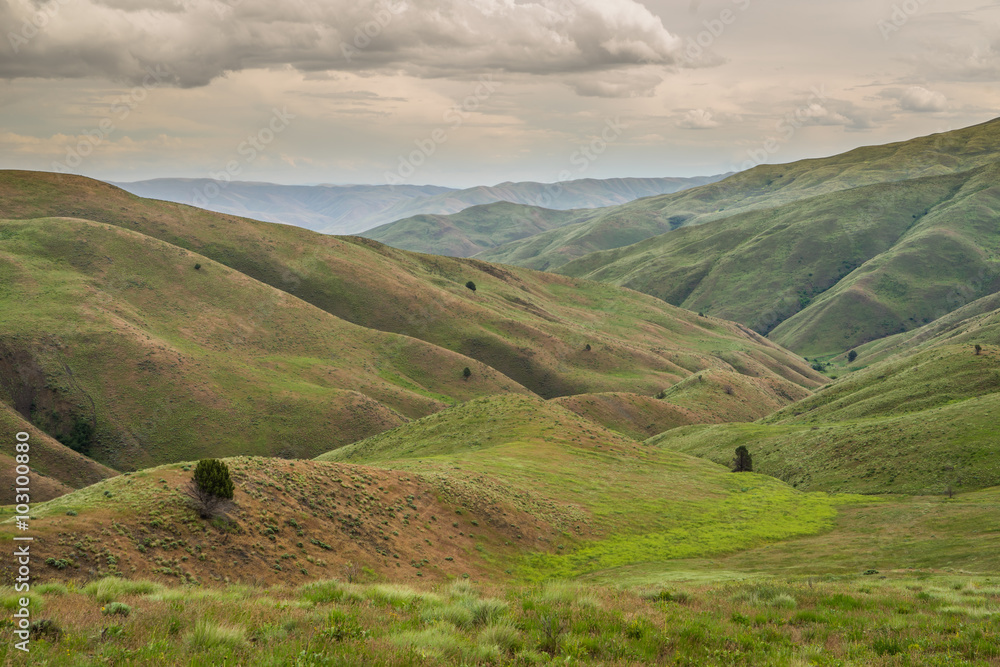 Green hills, Oregon, Baker County, Lookout Mountain rd