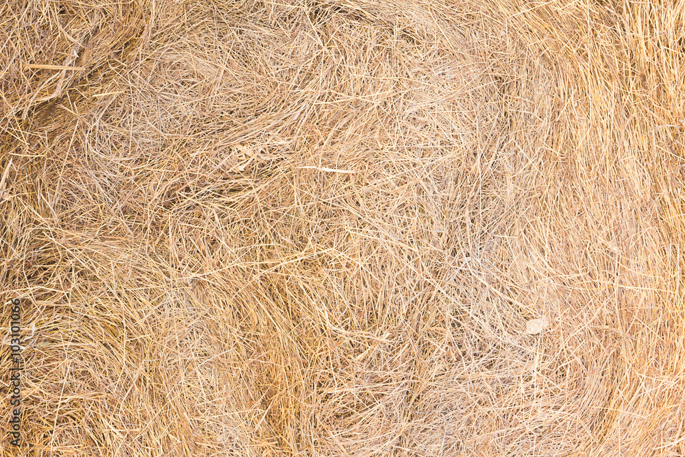 Texture of dry straw Texture of dry straw