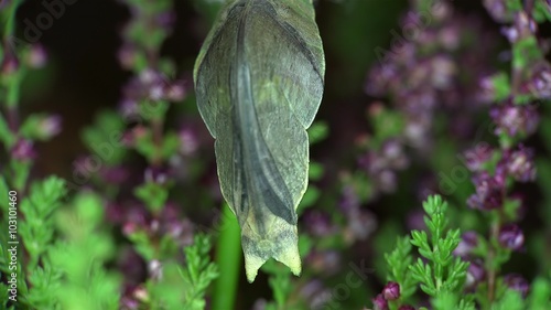 Vibration of the butterfly Chrysalis to break the cocoon. Closeup. photo
